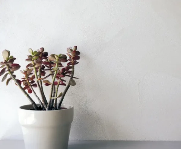 Decoramentum - Mikrocementas, dekoratyviniai tinkai ir dažai bei priedai